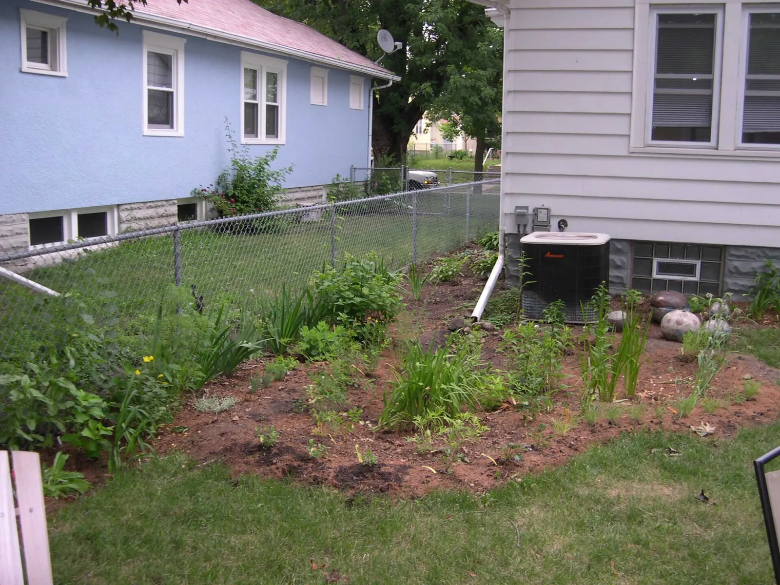 Newly planted residential rain garden beside a house, fed by a roof downspout